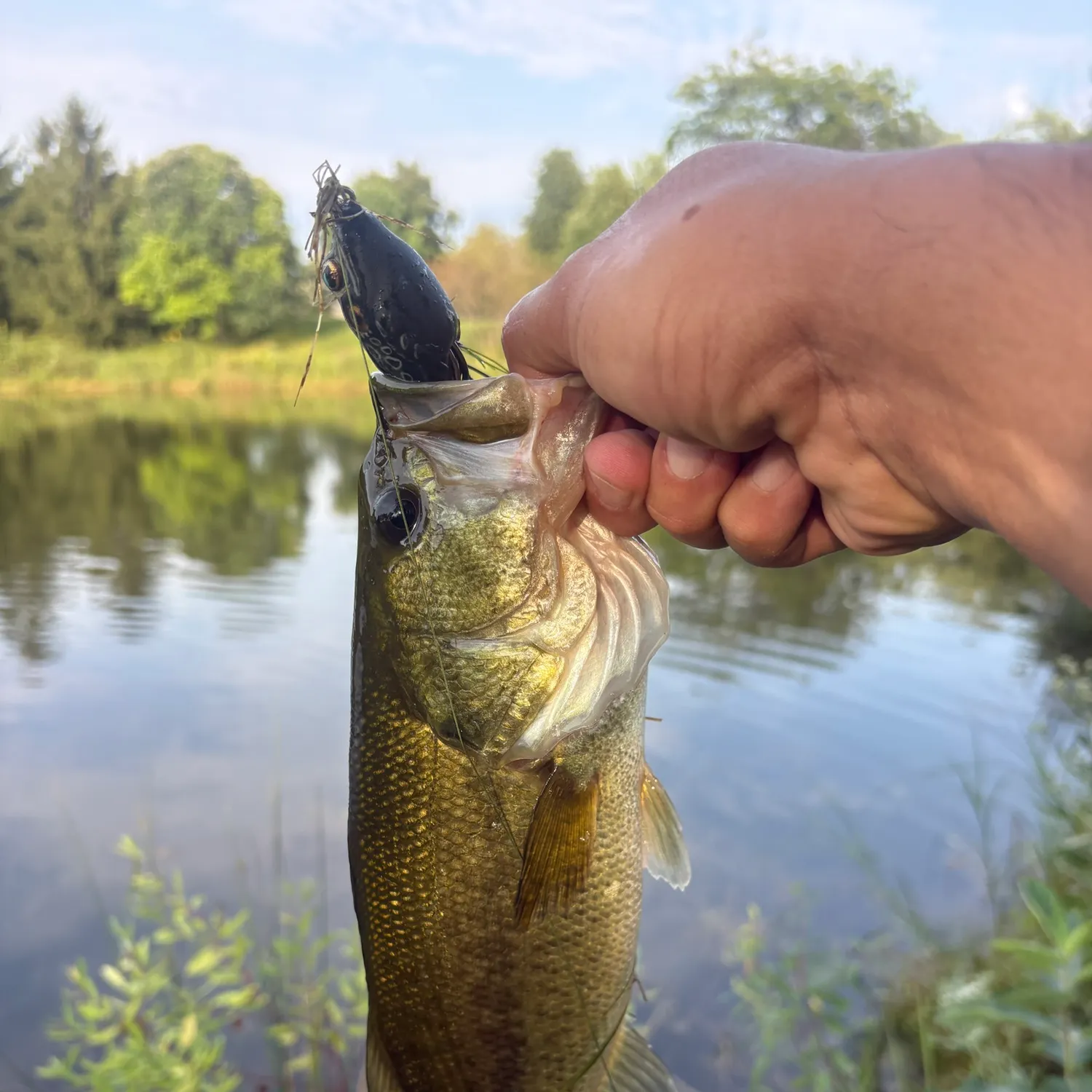 Largemouth bass caught on Fishbrain