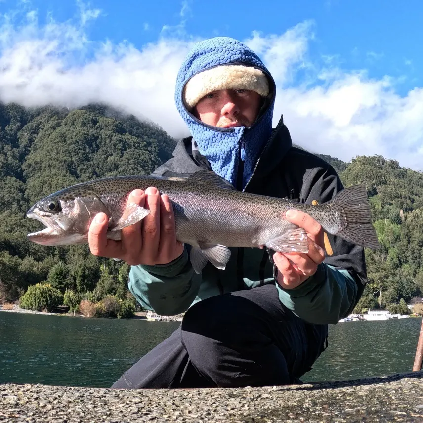 Steelhead caught on Fishbrain