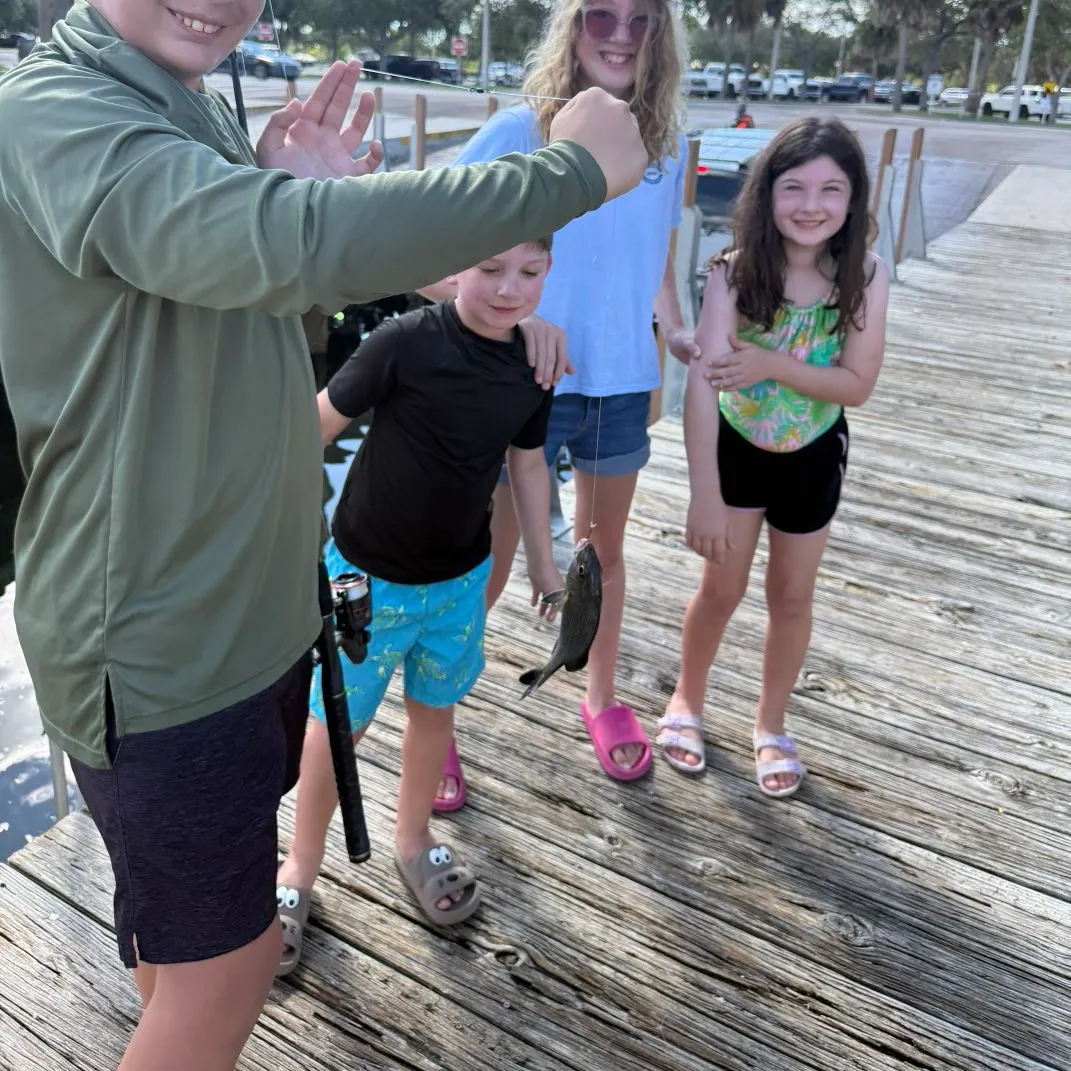 Redbelly tilapia caught on Fishbrain