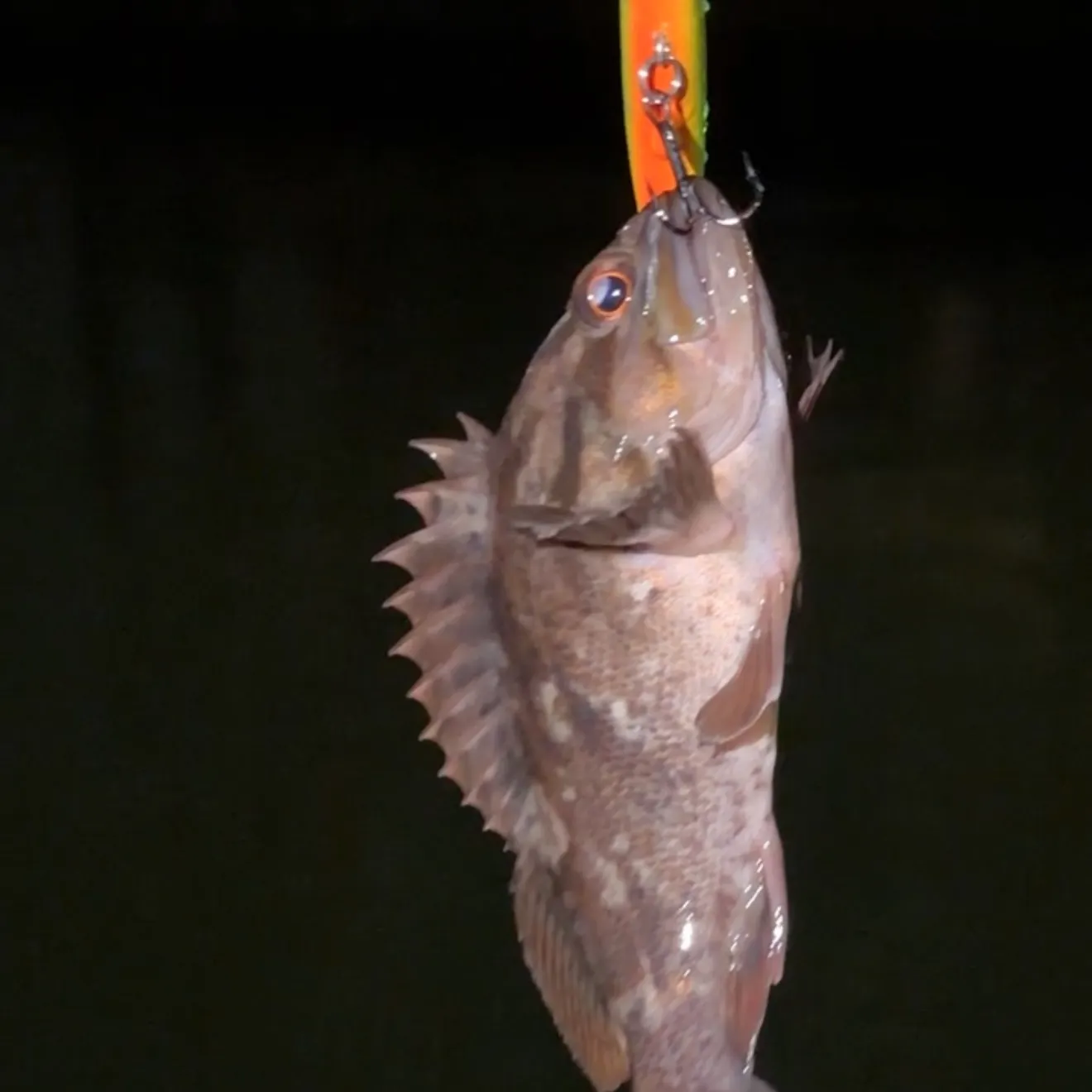 The most recent Grass rockfish catches on Fishbrain