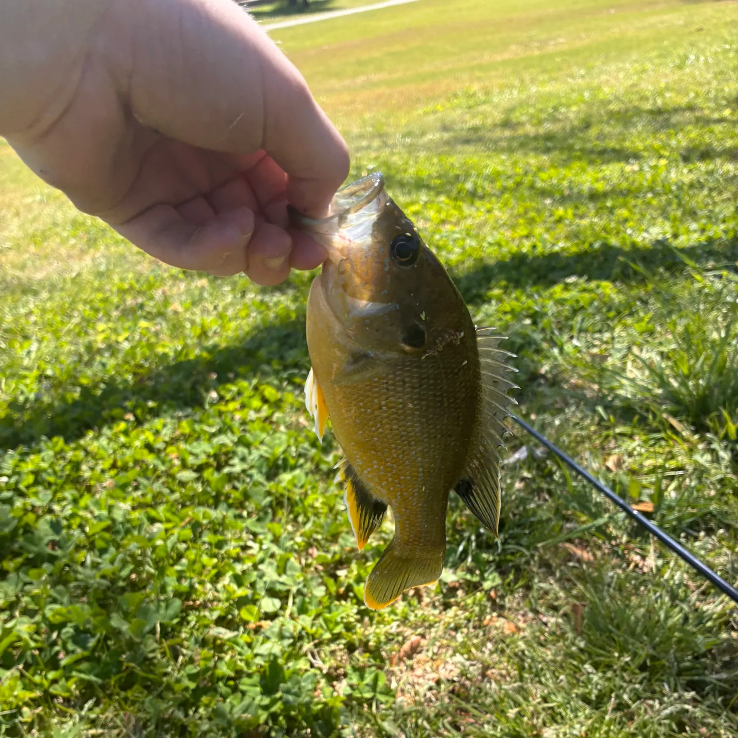 Green sunfish caught on Fishbrain