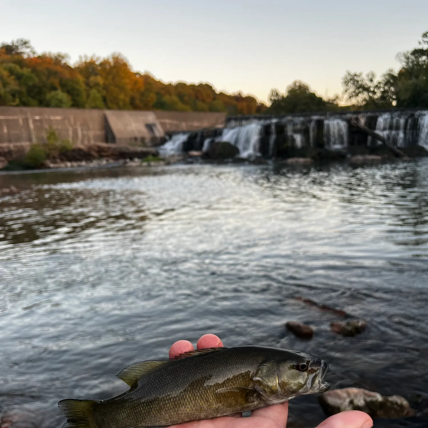 Smallmouth bass caught on Fishbrain