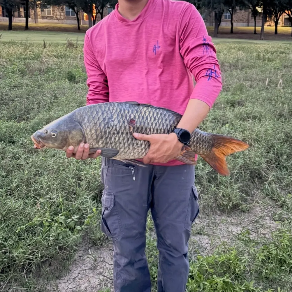 Common carp caught on Fishbrain