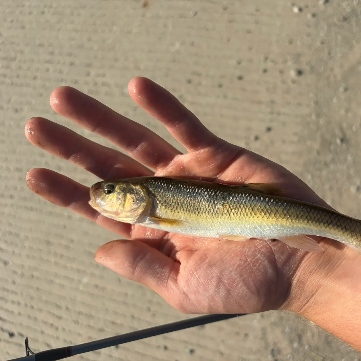 Creek chub caught on Fishbrain