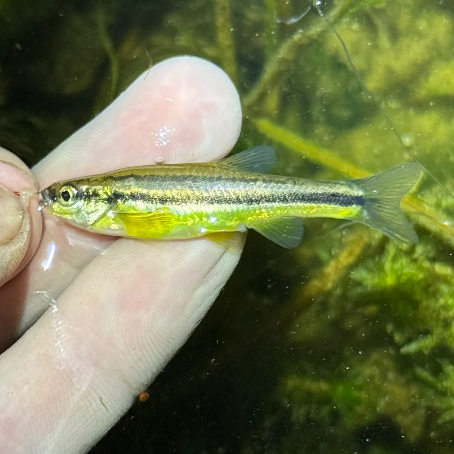 The most recent Northern redbelly dace catches on Fishbrain
