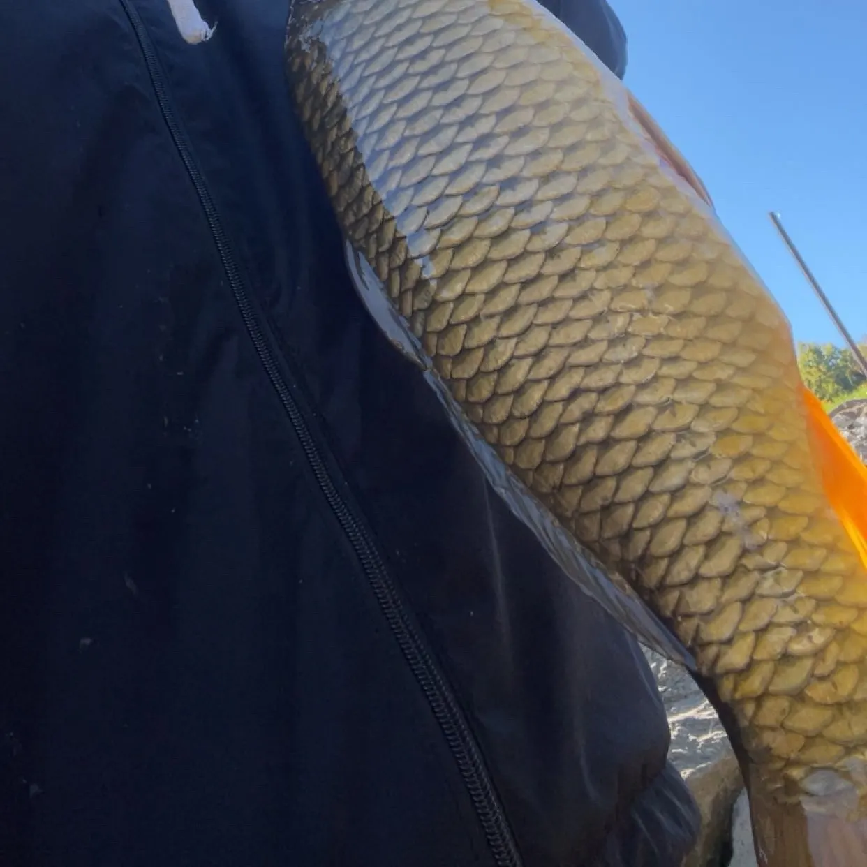 Common carp caught on Fishbrain