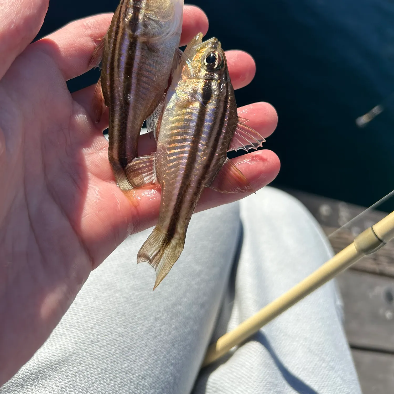 The most recent Sydney cardinalfish catches on Fishbrain