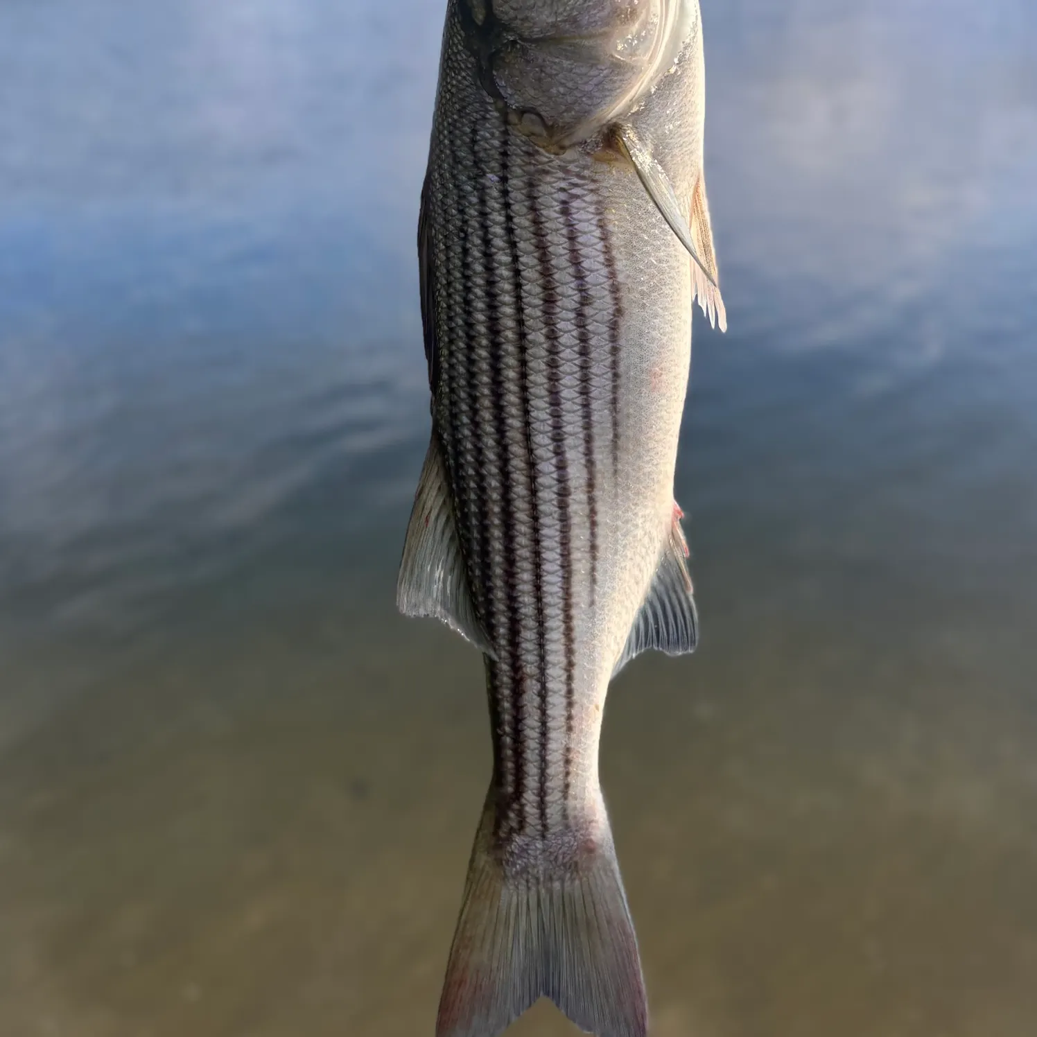 Striped bass caught on Fishbrain