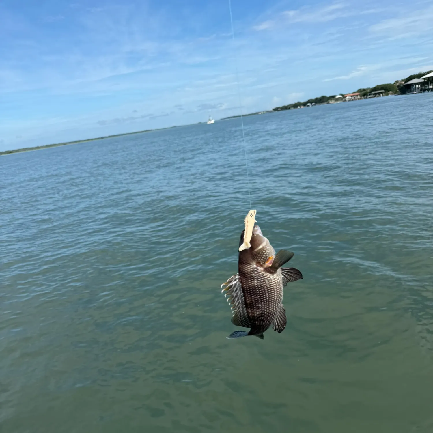 Fish caught on Fishbrain