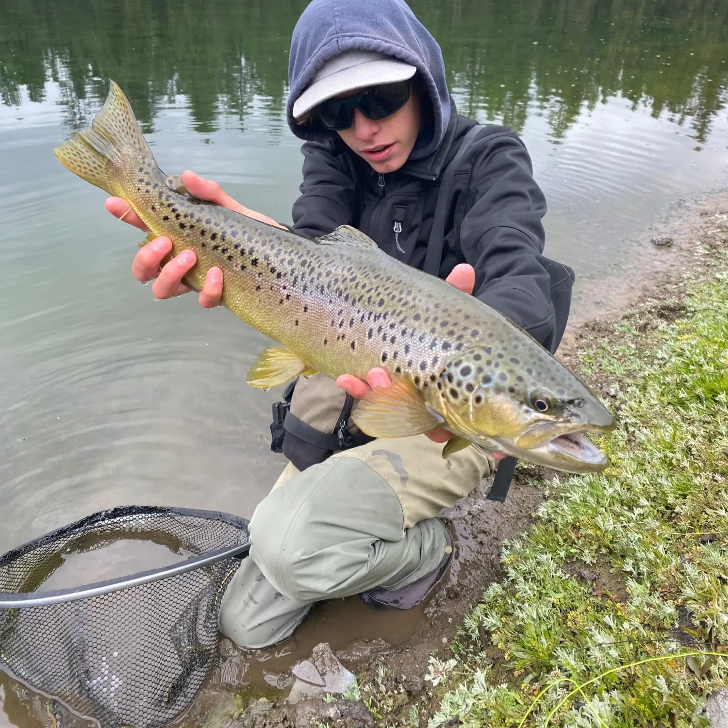 Brown trout caught on Fishbrain