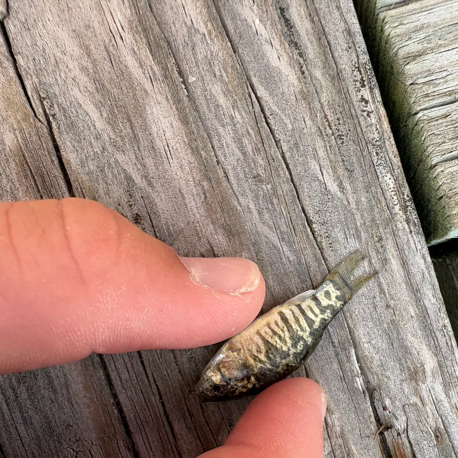 The most recent Spotfin killifish catches on Fishbrain