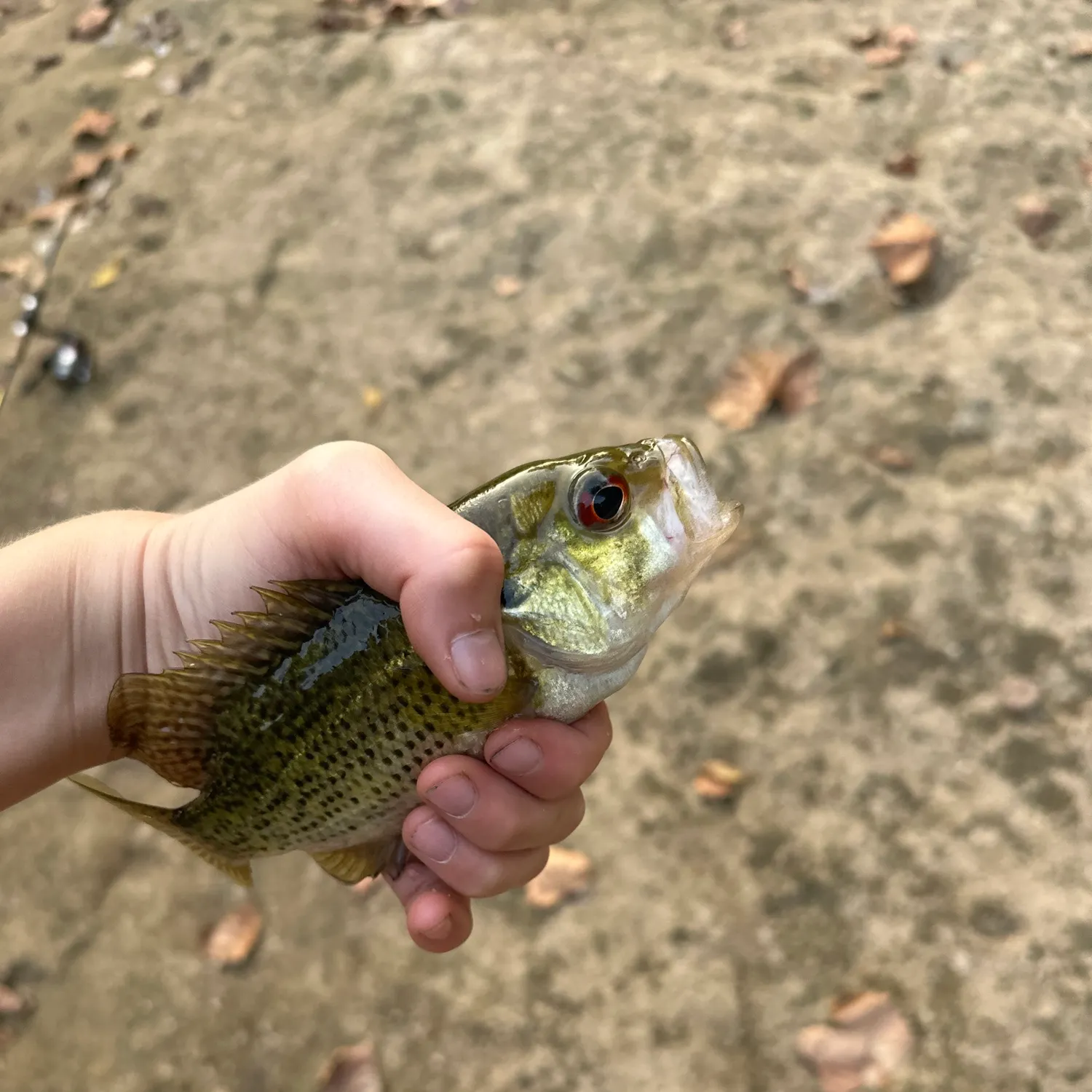 Rock bass caught on Fishbrain