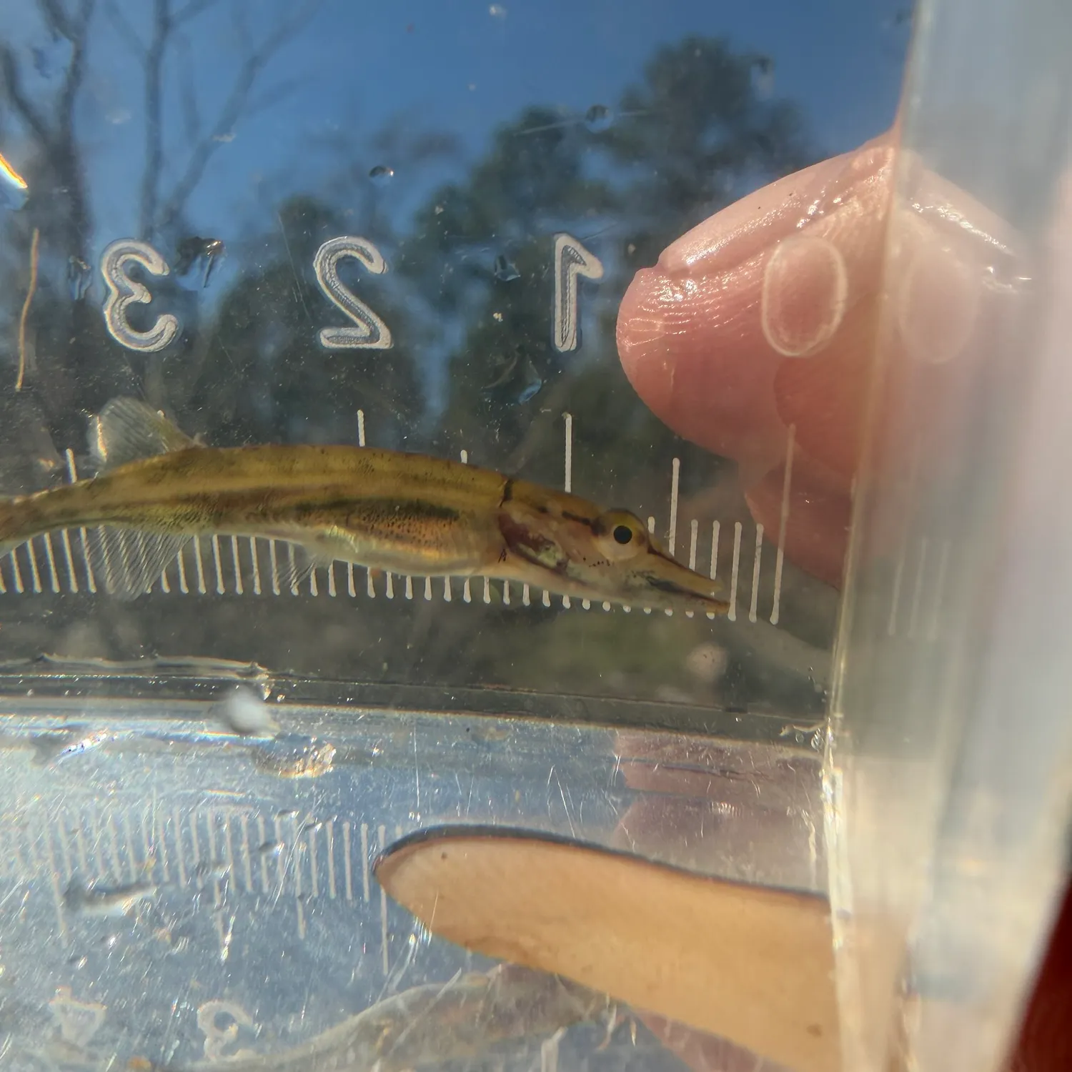 The most recent Redfin pickerel catches on Fishbrain