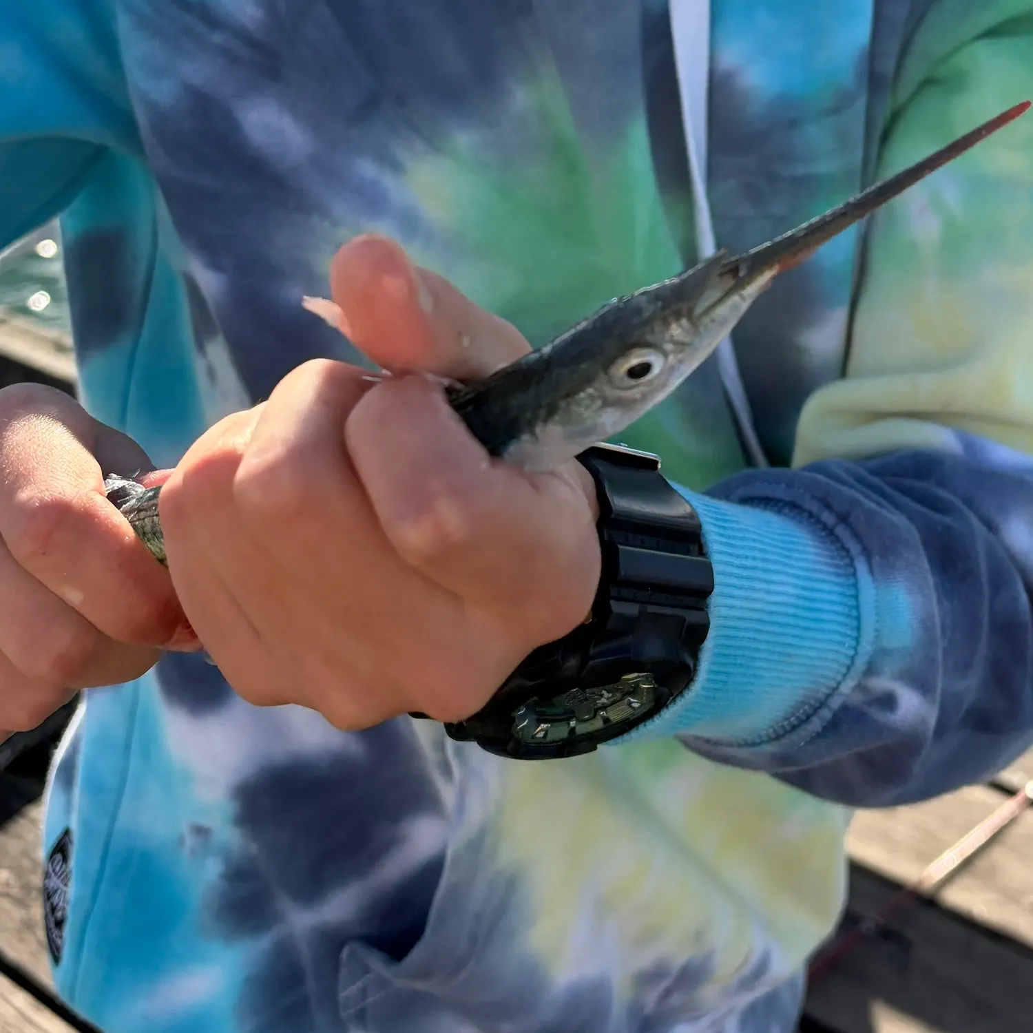The most recent Eastern sea garfish catches on Fishbrain