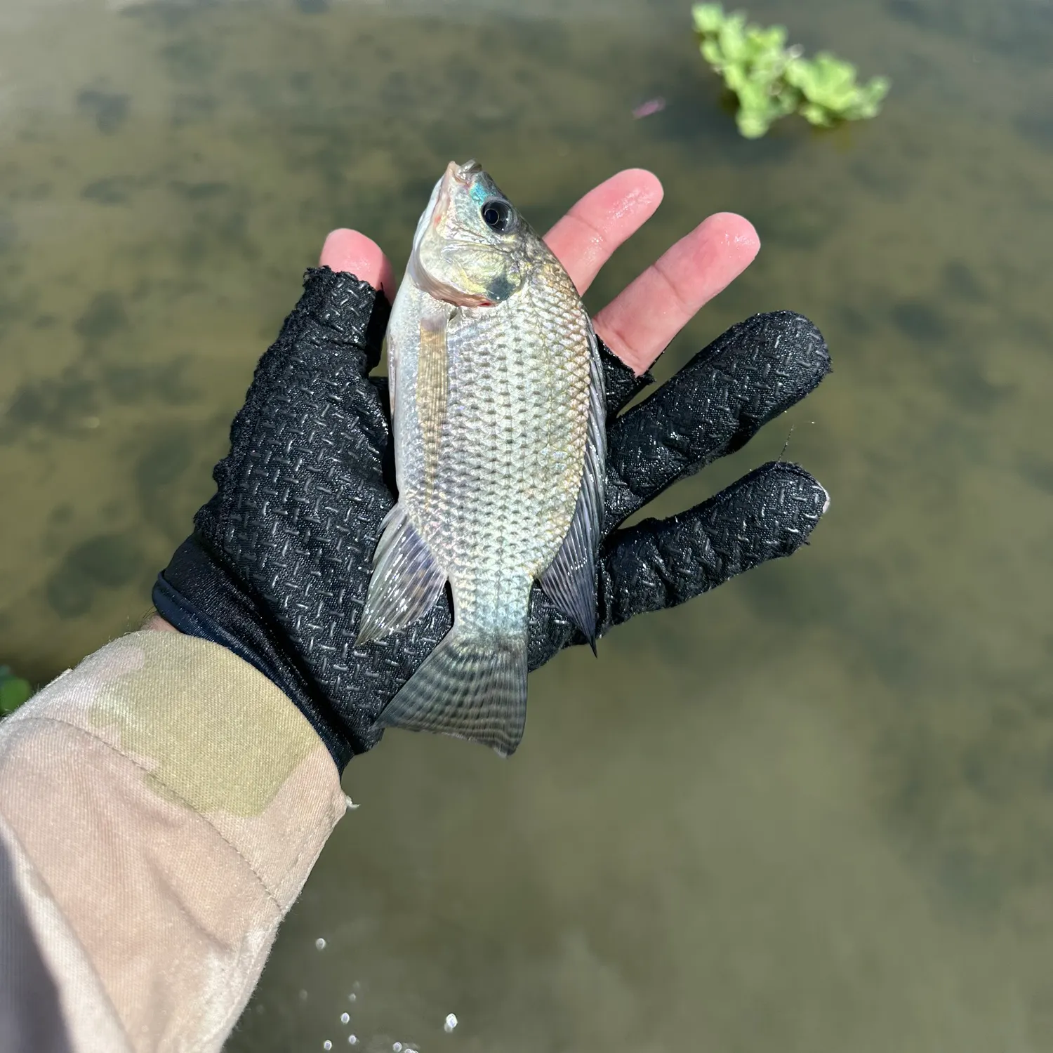 Nile tilapia caught on Fishbrain