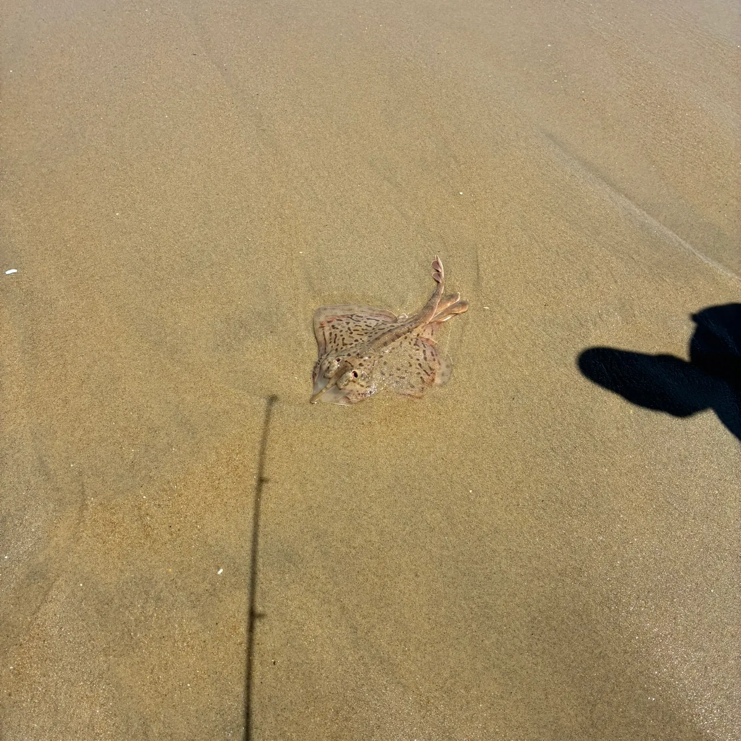 The most recent Clearnose skate catches on Fishbrain