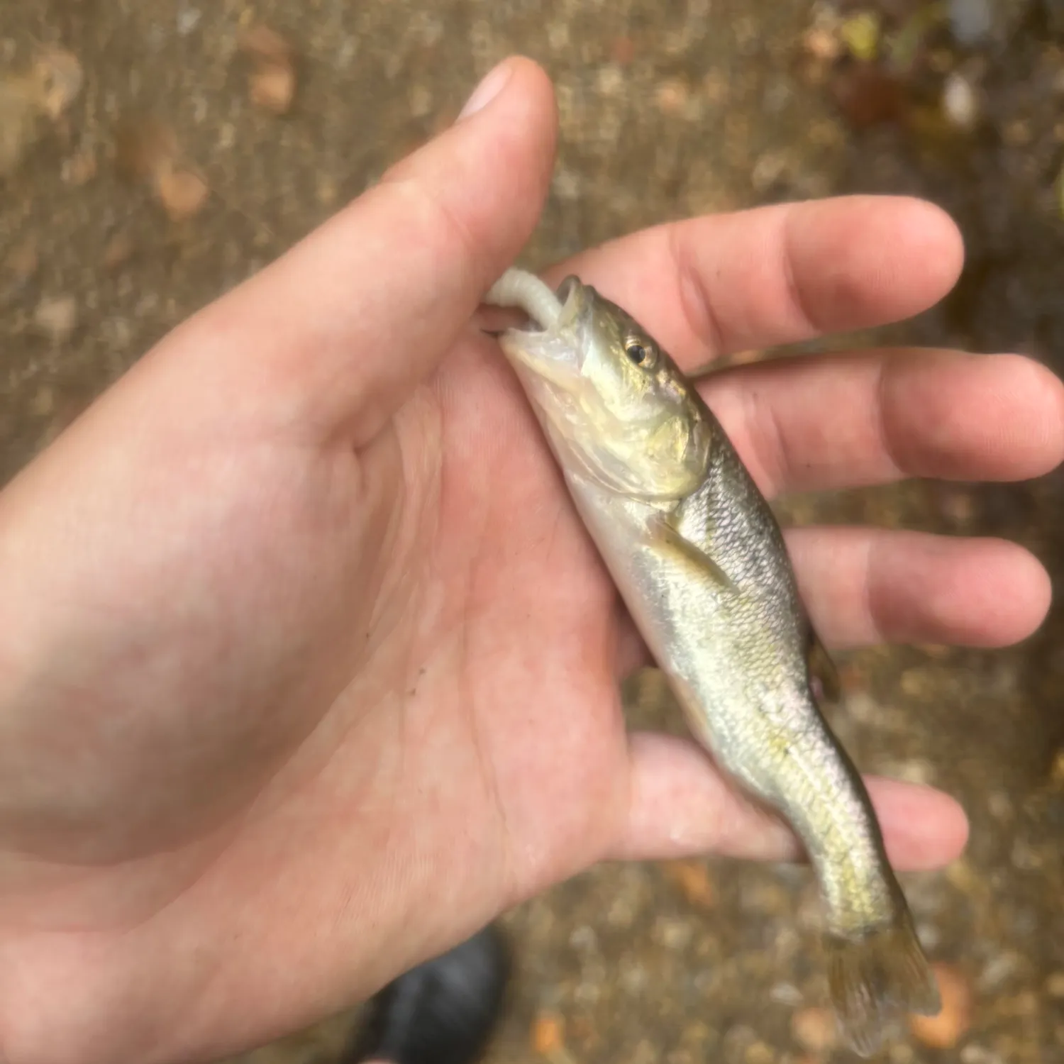 Creek chub caught on Fishbrain