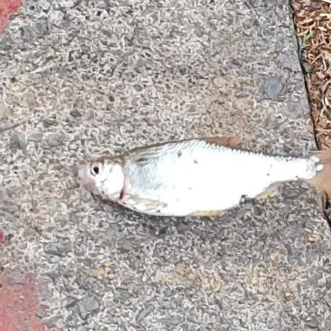 Fish caught on Fishbrain