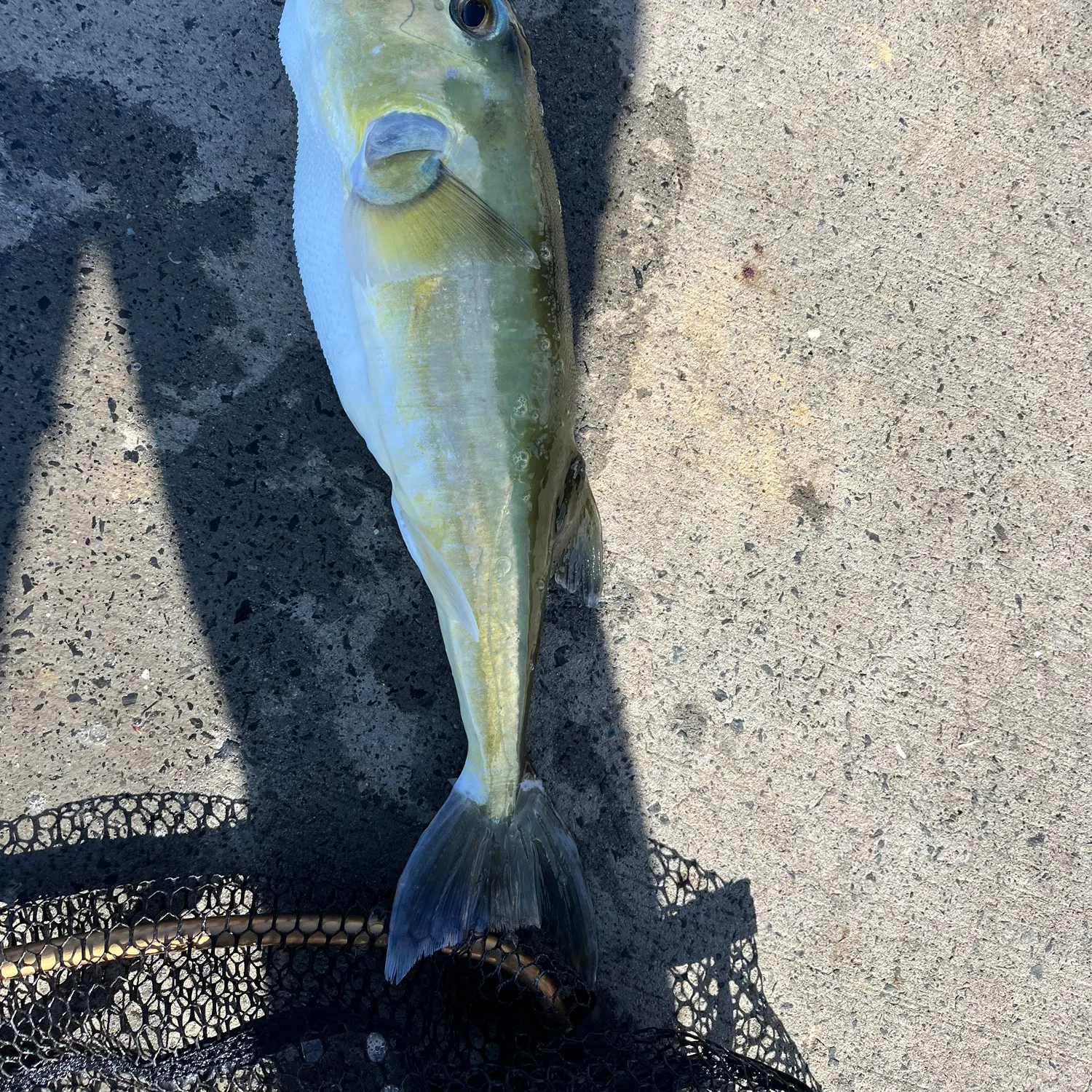 The most recent Half-smooth golden pufferfish catches on Fishbrain
