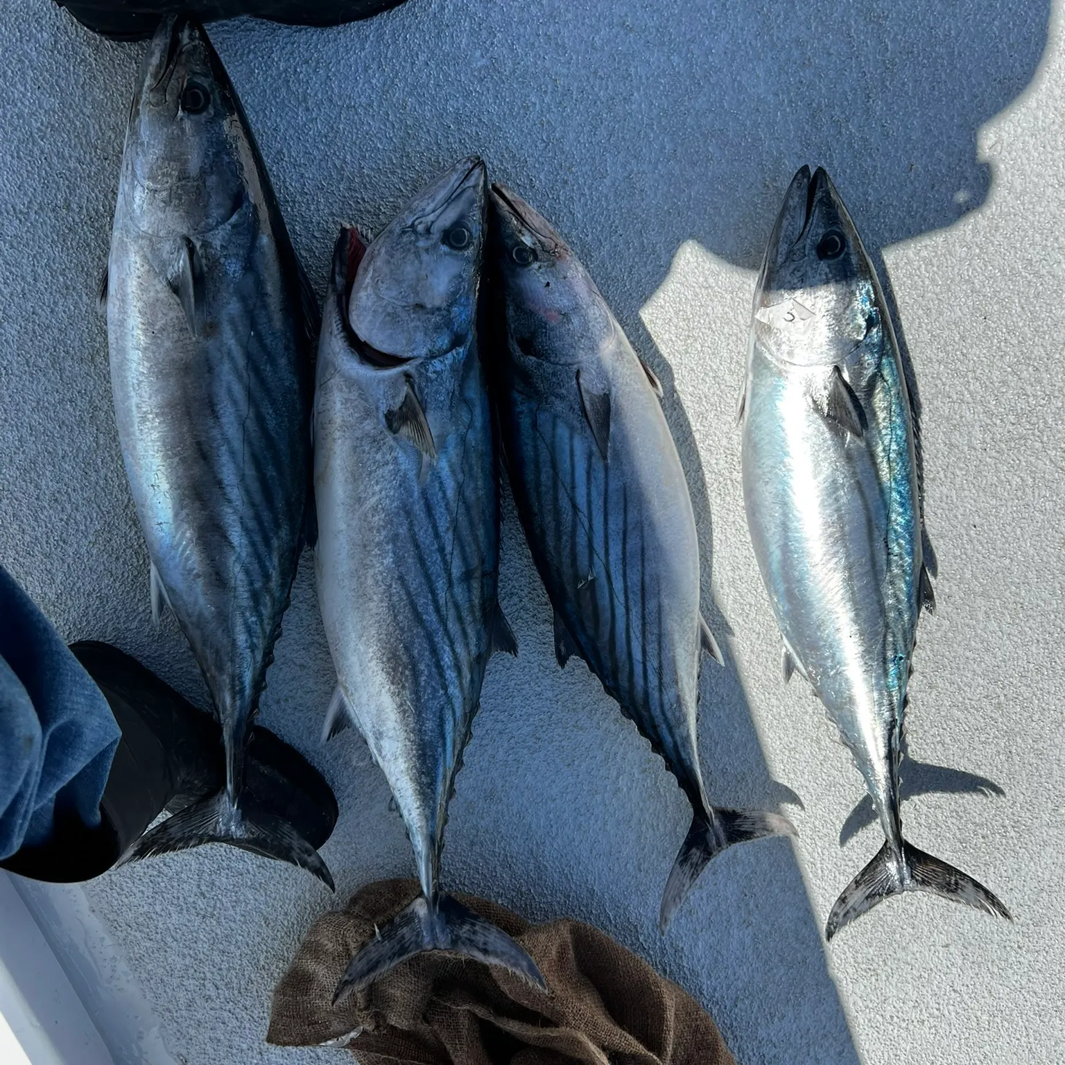 The most recent Pacific bonito catches on Fishbrain