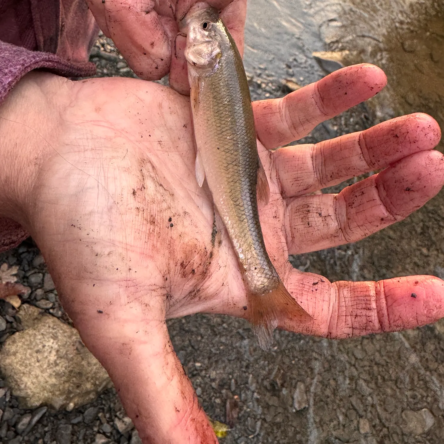 The most recent Creek chub catches on Fishbrain