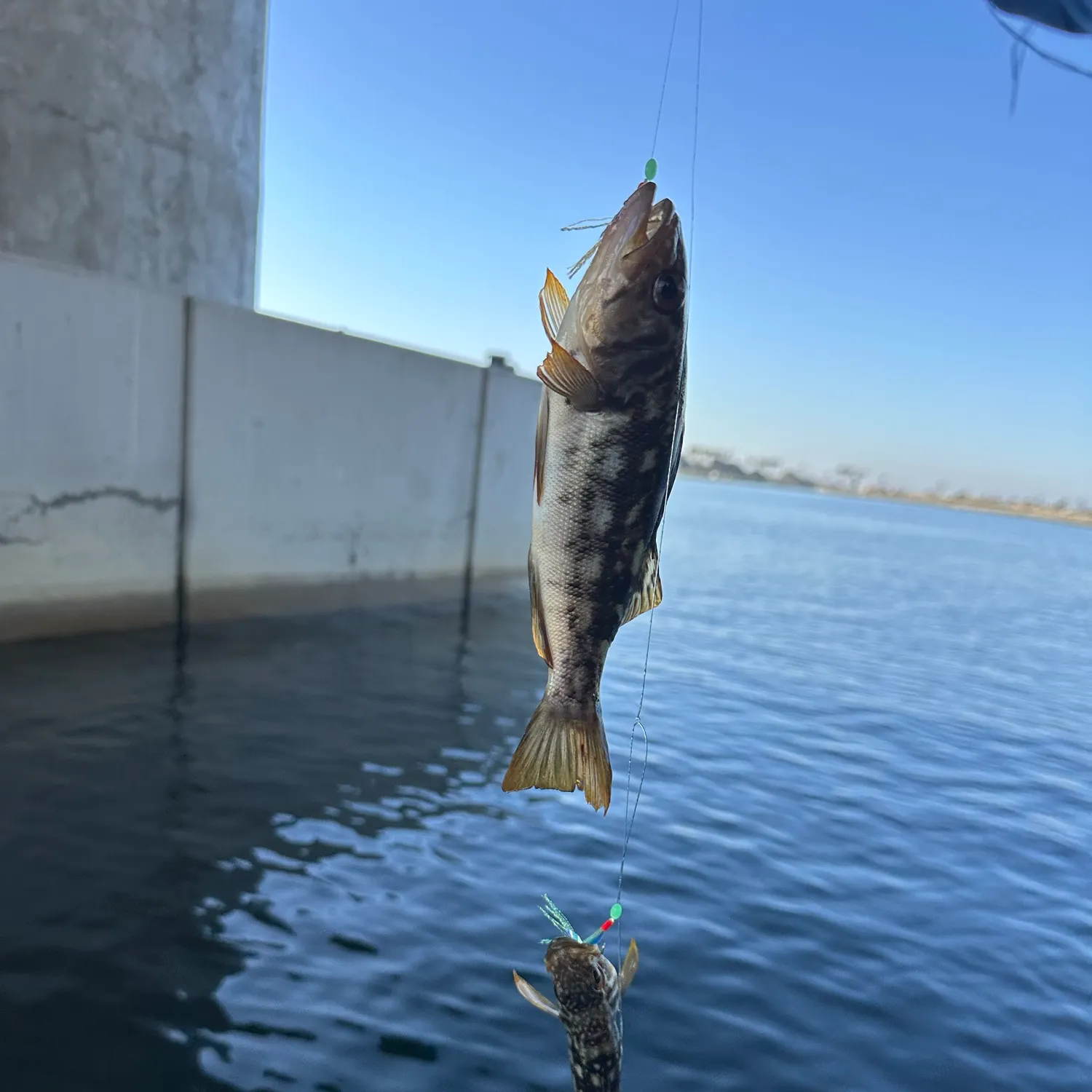 Kelp bass caught on Fishbrain