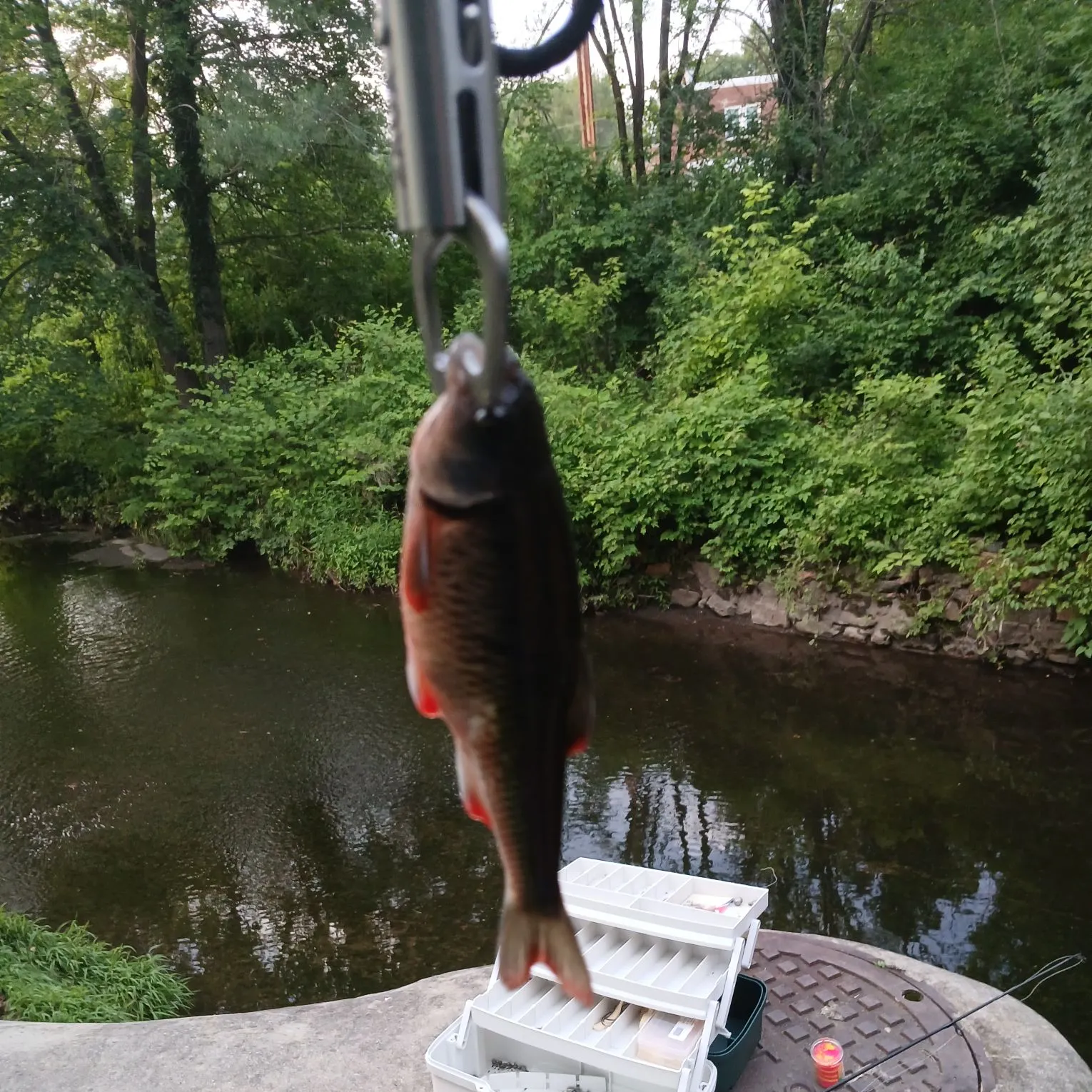 The most recent Common shiner catches on Fishbrain