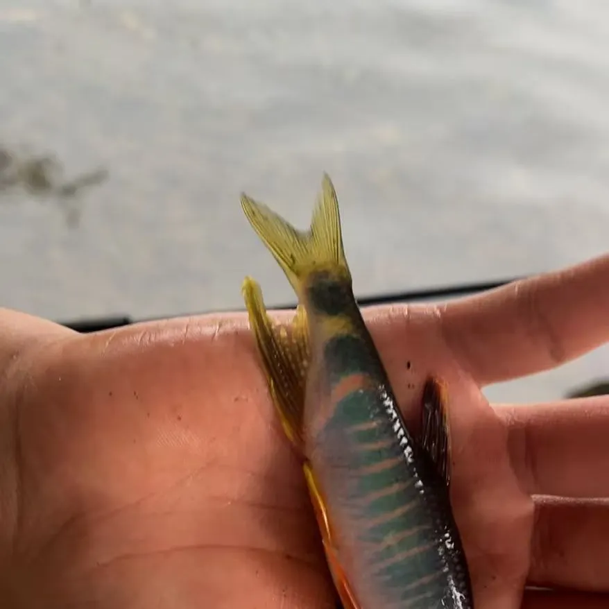 The most recent Opsariichthys bidens catches on Fishbrain