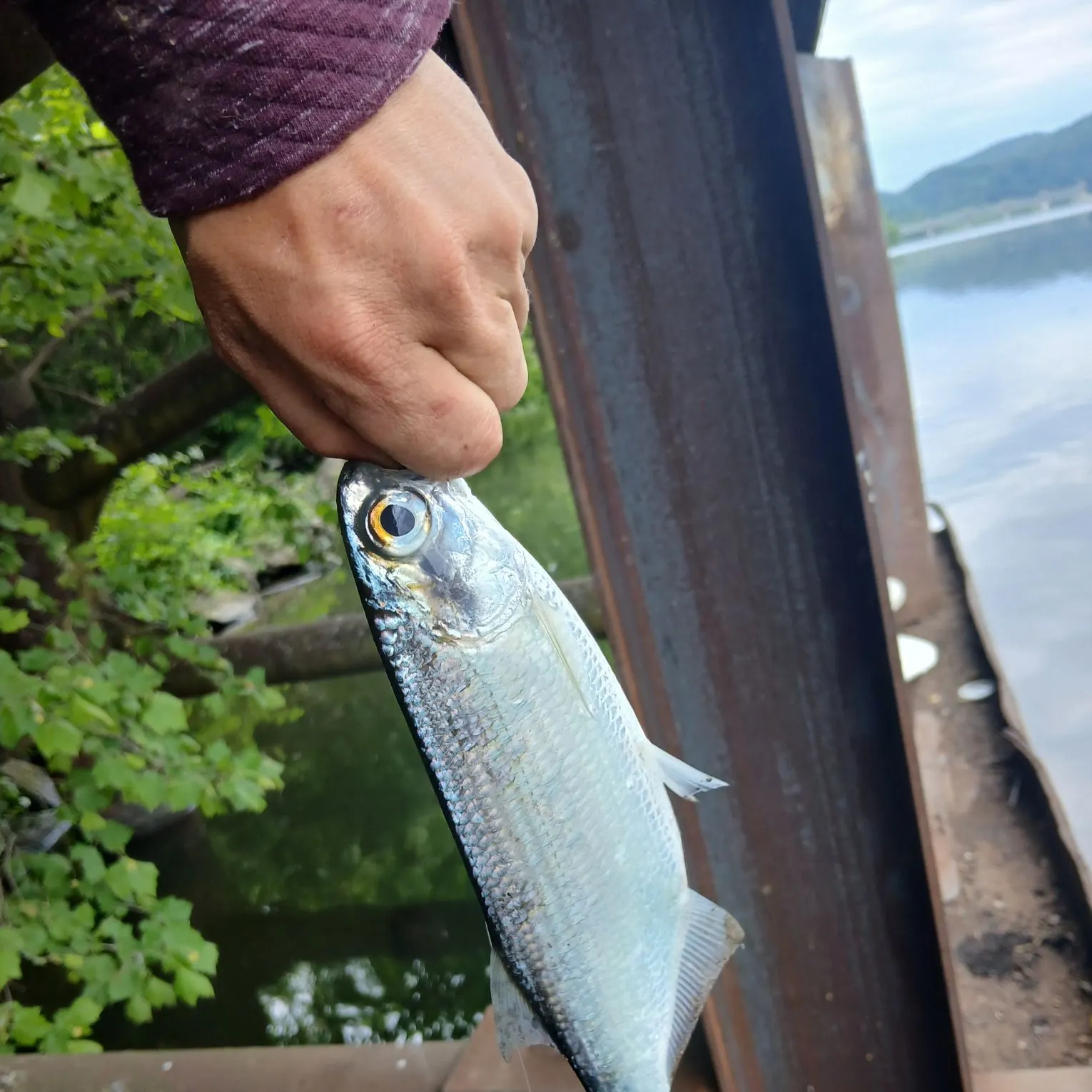 The most recent Mooneye catches on Fishbrain