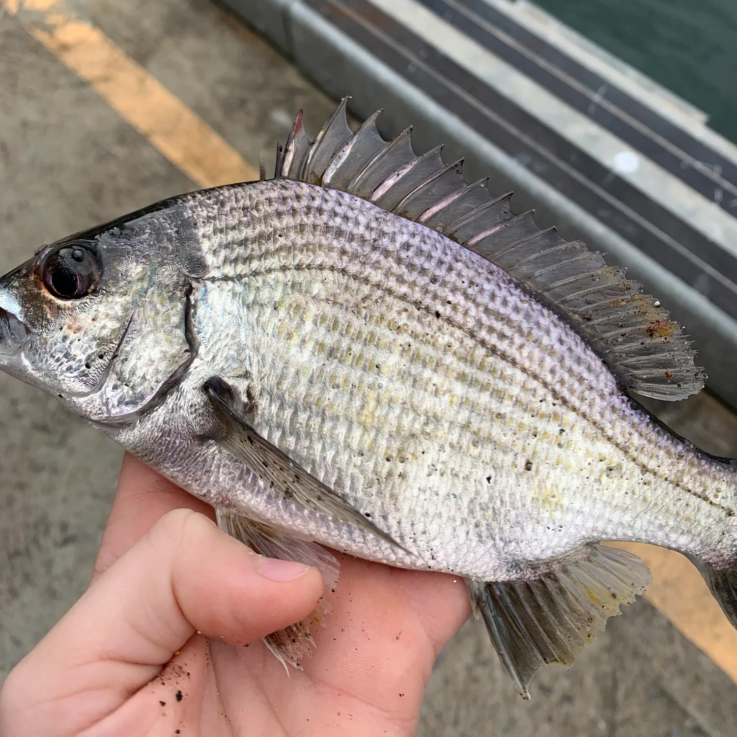 catch