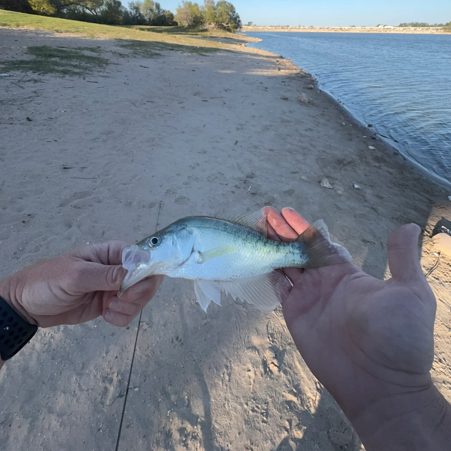 White crappie caught on Fishbrain