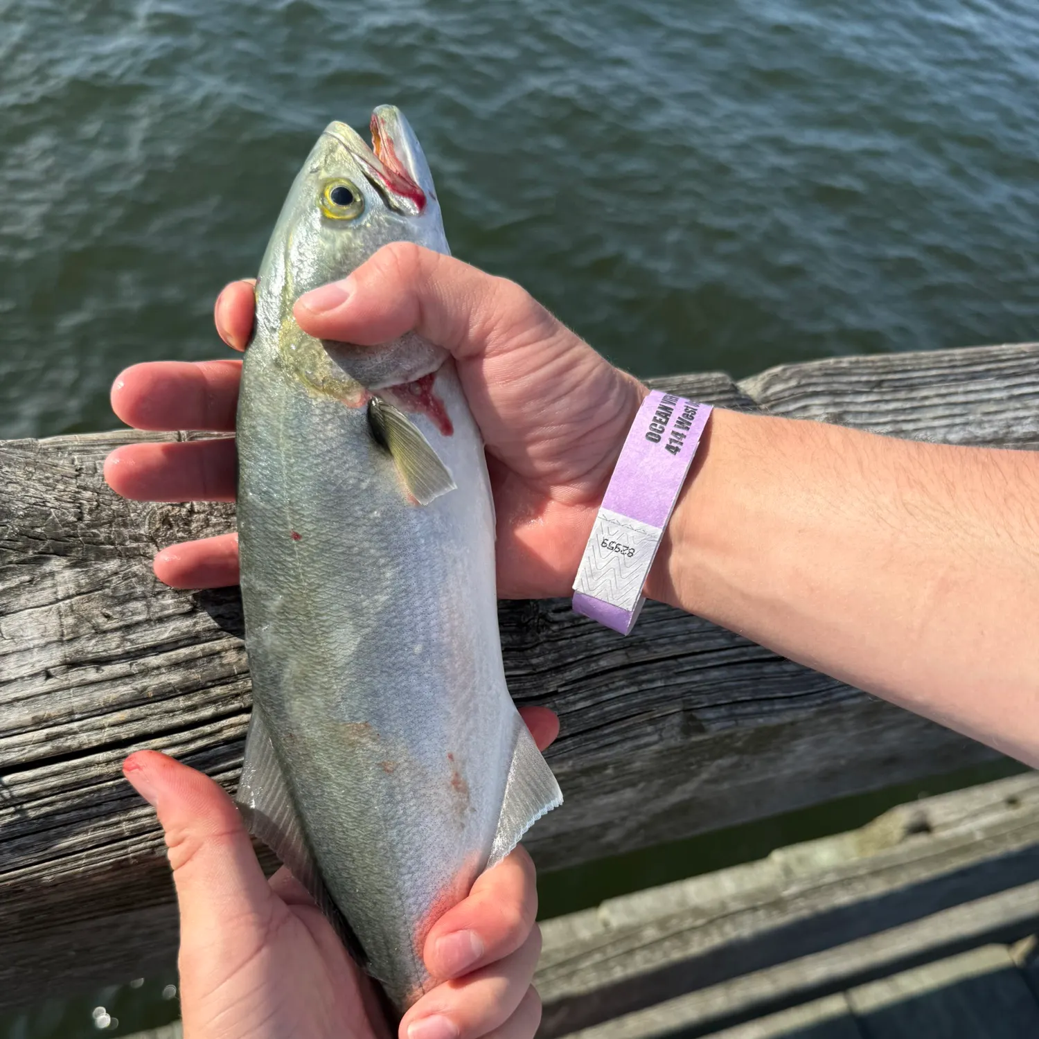 Bluefish caught on Fishbrain