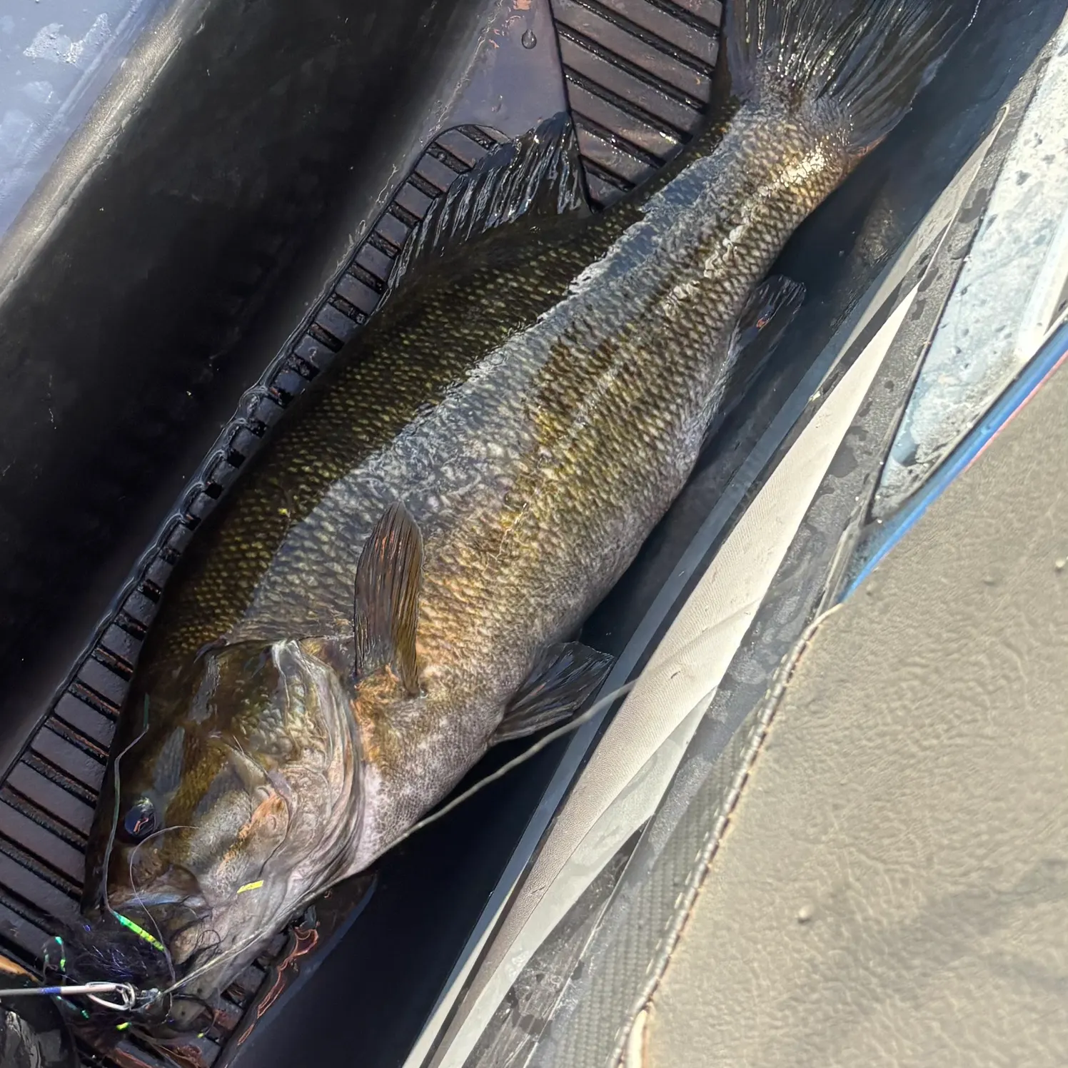Smallmouth bass caught on Fishbrain