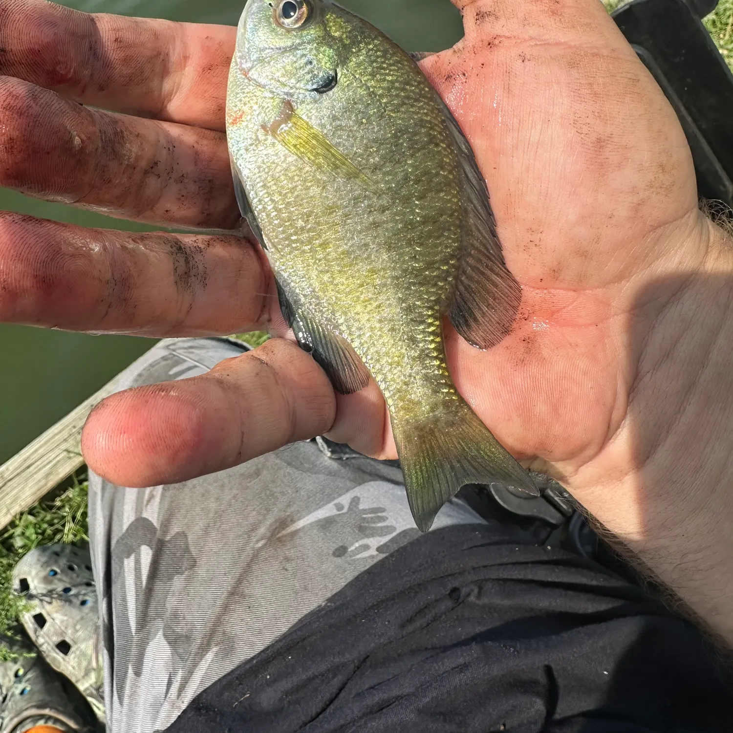 Bluegill caught on Fishbrain