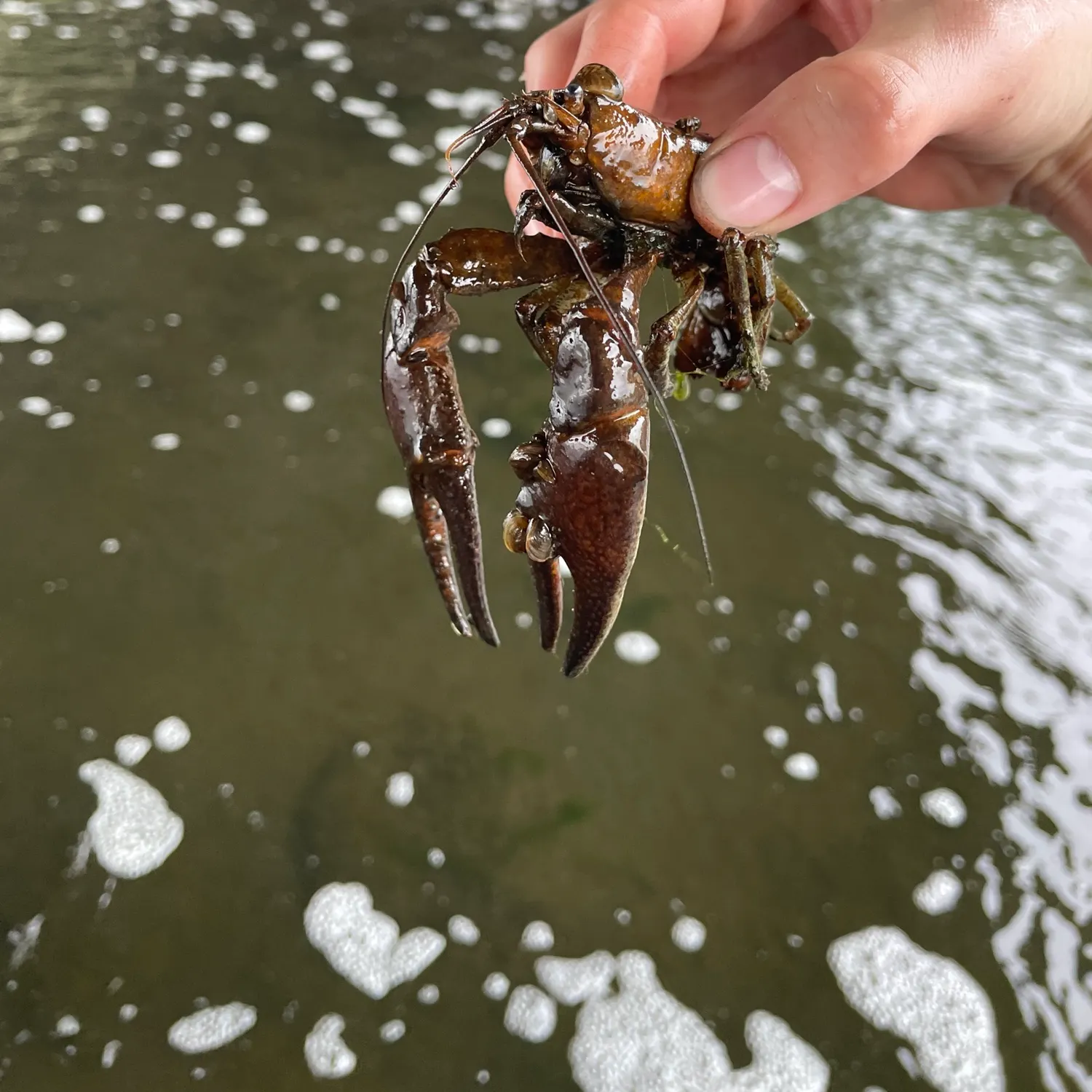 Rusty crayfish caught on Fishbrain