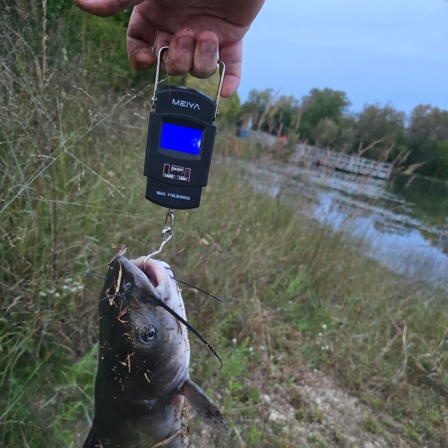 Channel catfish caught on Fishbrain