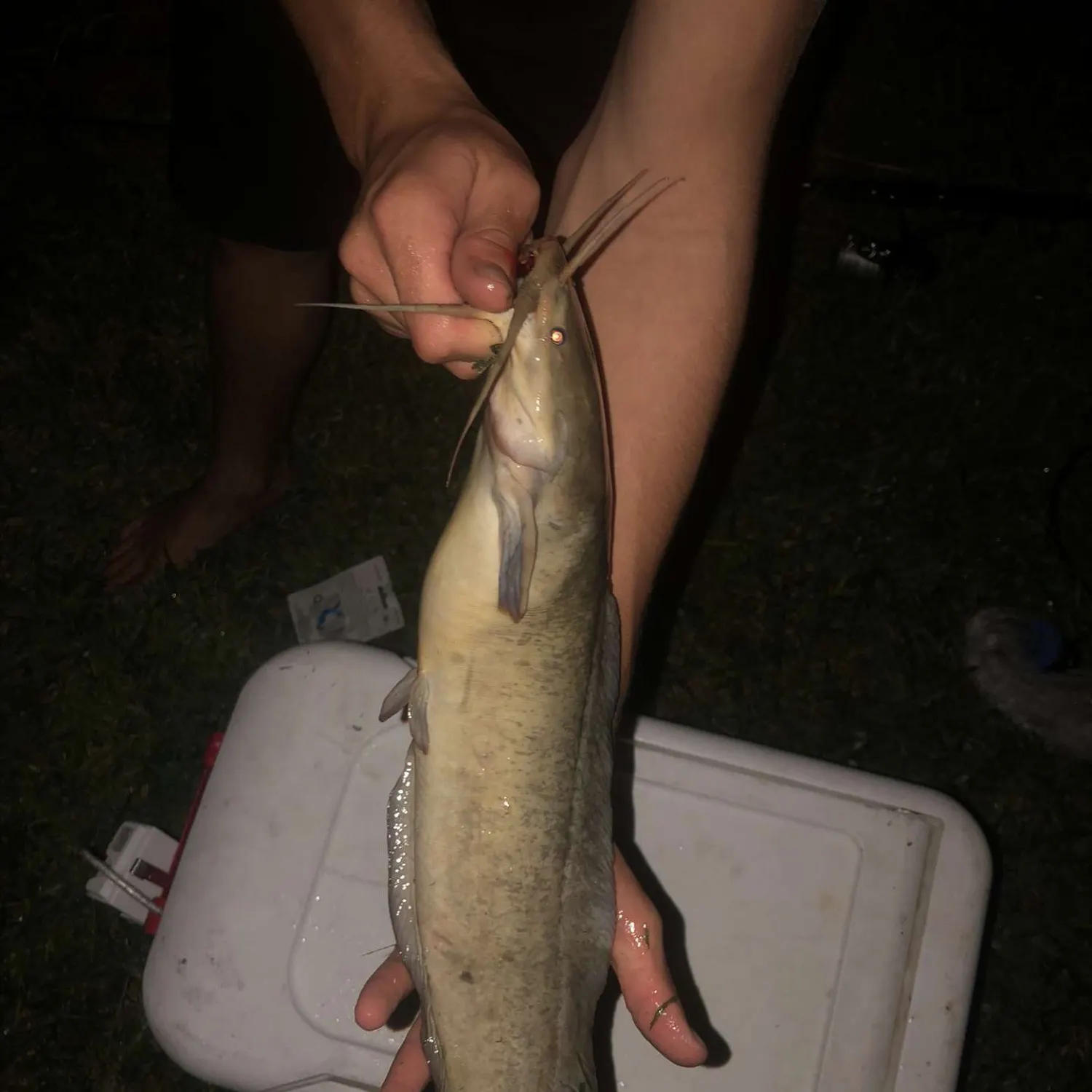 The most recent Walking catfish catches on Fishbrain