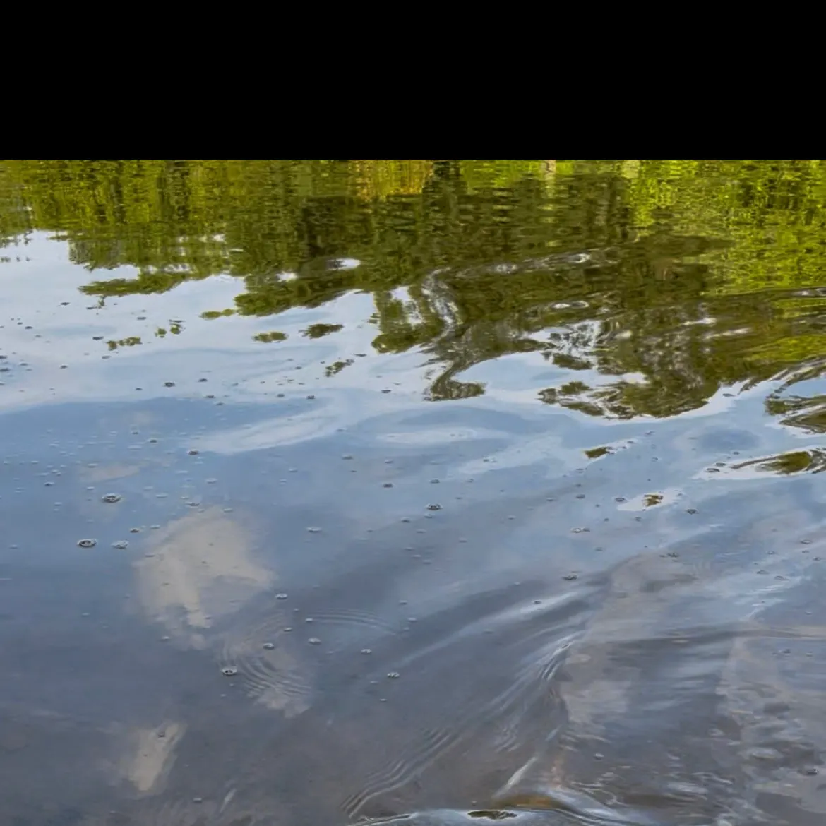 Spotted gar caught on Fishbrain