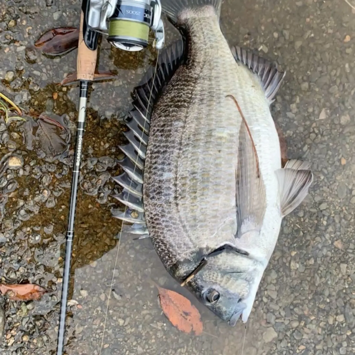 The most recent Twobar seabream catches on Fishbrain