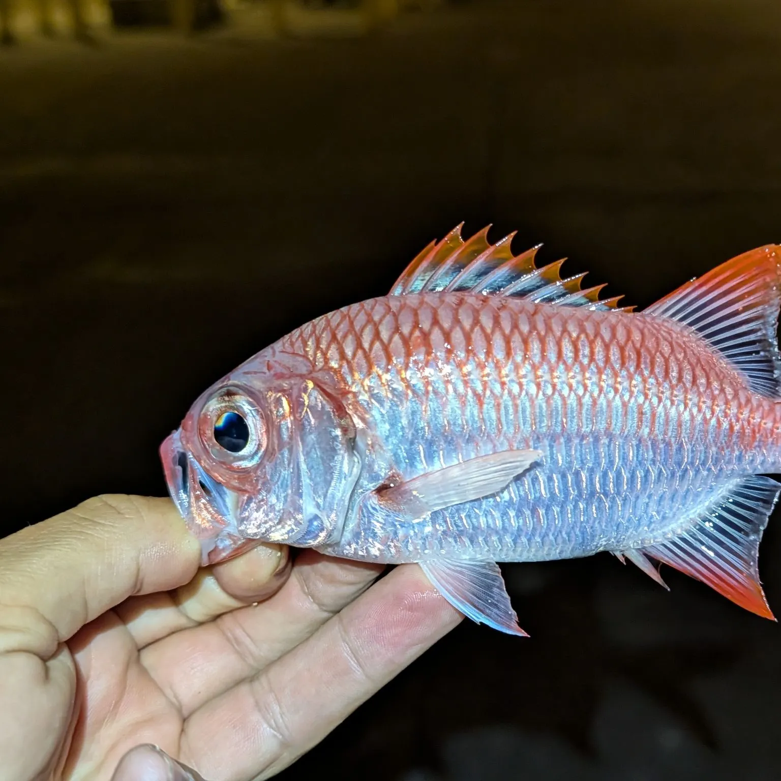 The most recent Brick soldierfish catches on Fishbrain