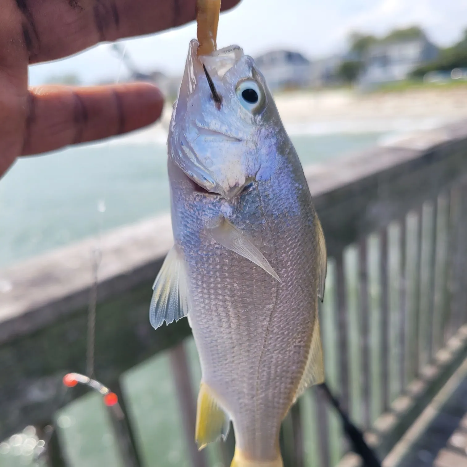 Silver perch caught on Fishbrain
