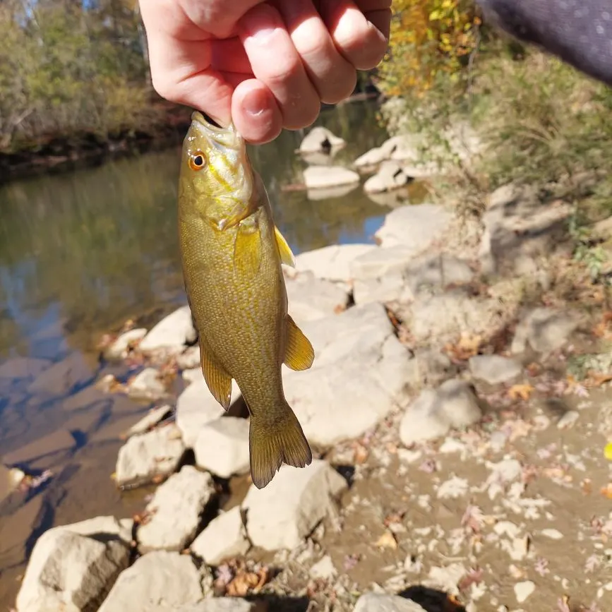 Smallmouth bass caught on Fishbrain