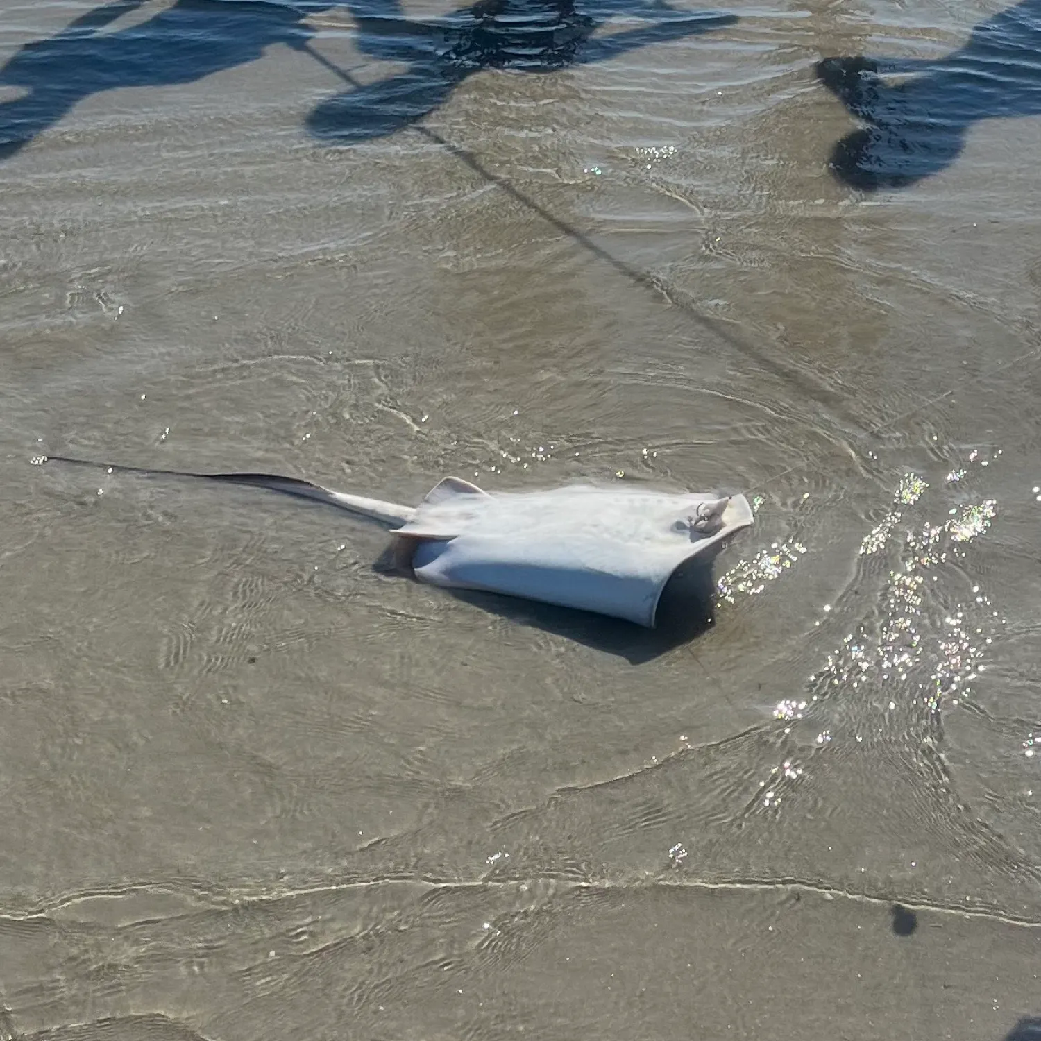 The most recent Southern stingray catches on Fishbrain