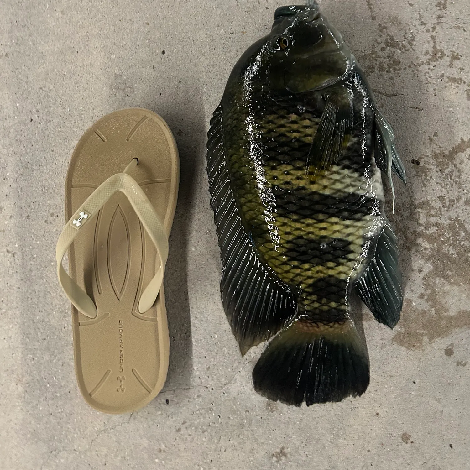 The most recent Zebra tilapia catches on Fishbrain