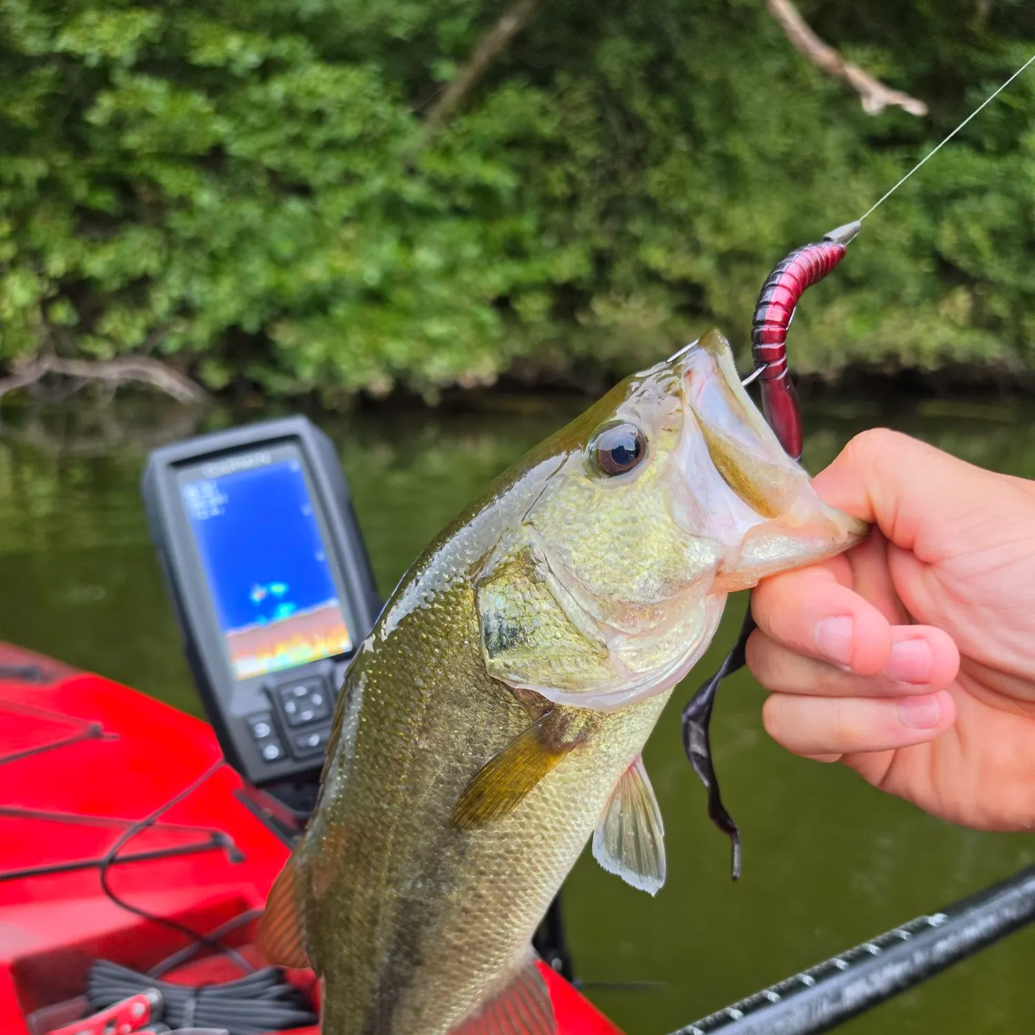 Largemouth bass caught on Fishbrain