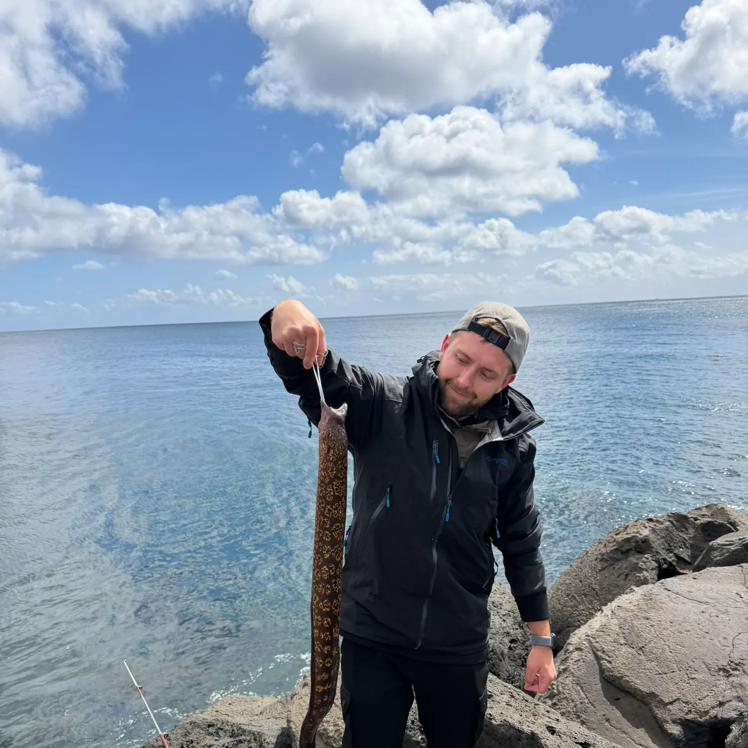The most recent Mediterranean moray catches on Fishbrain