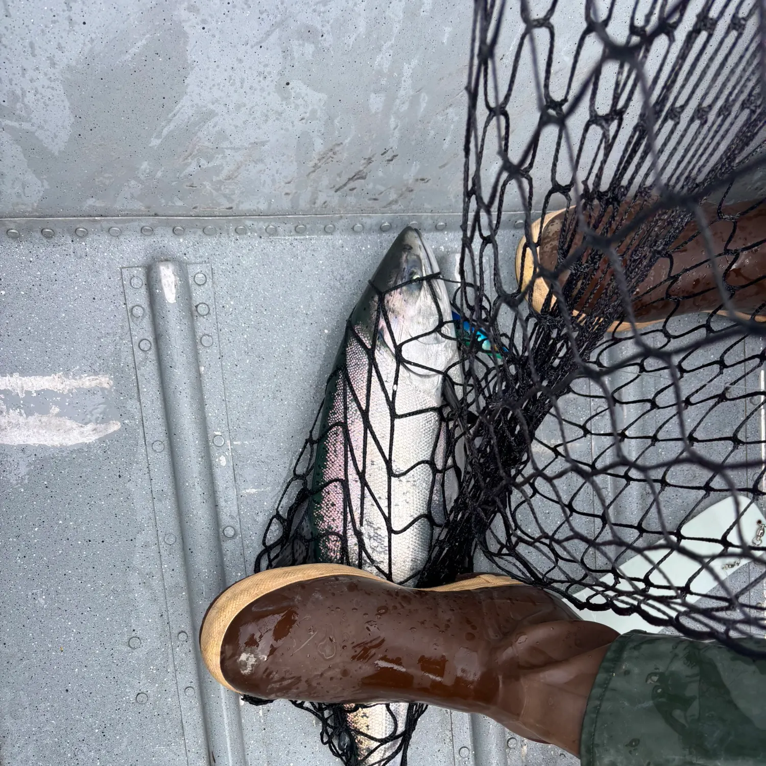 Chinook salmon caught on Fishbrain