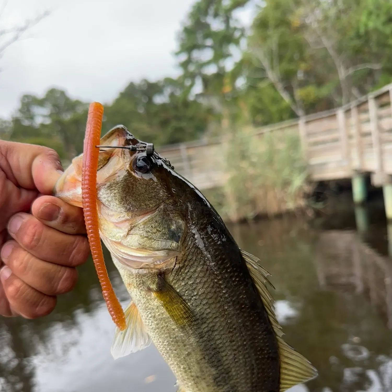 Largemouth bass caught on Fishbrain