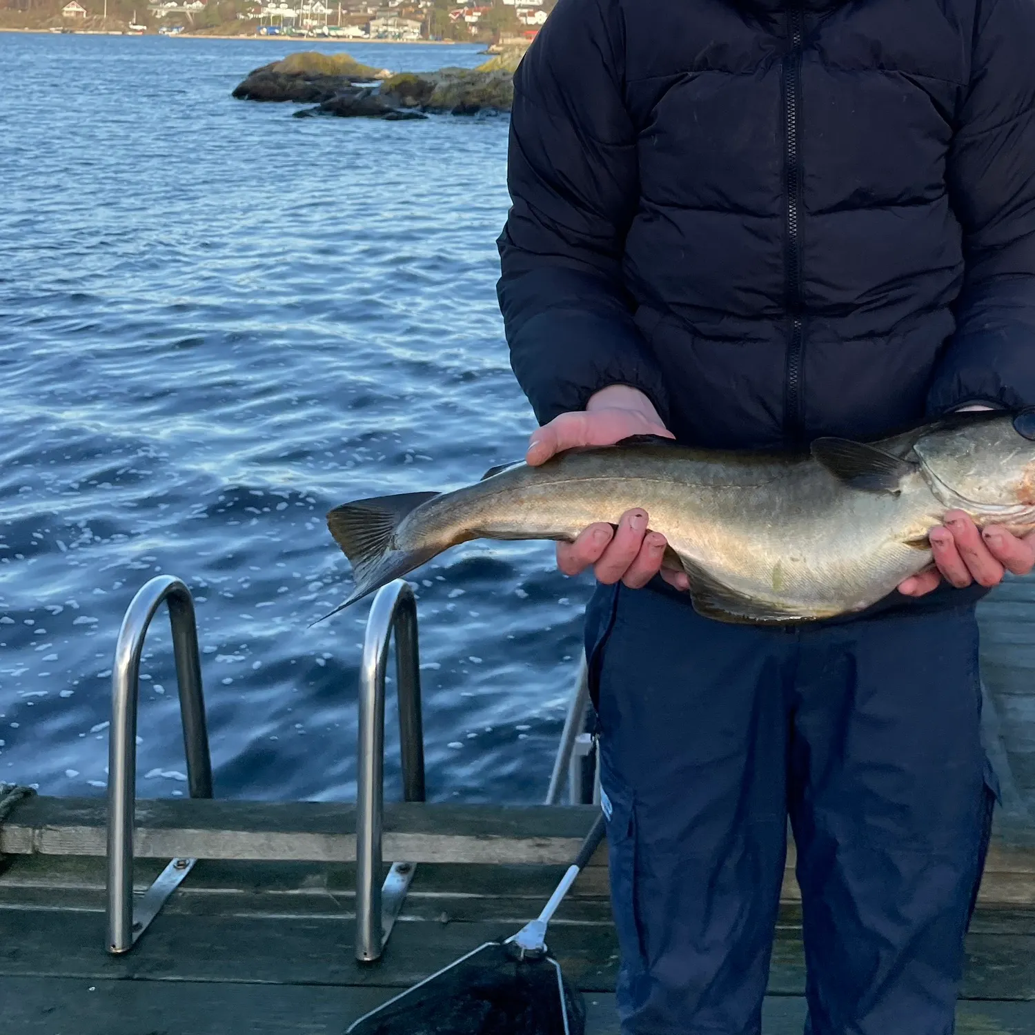 The most recent Pollack catches on Fishbrain