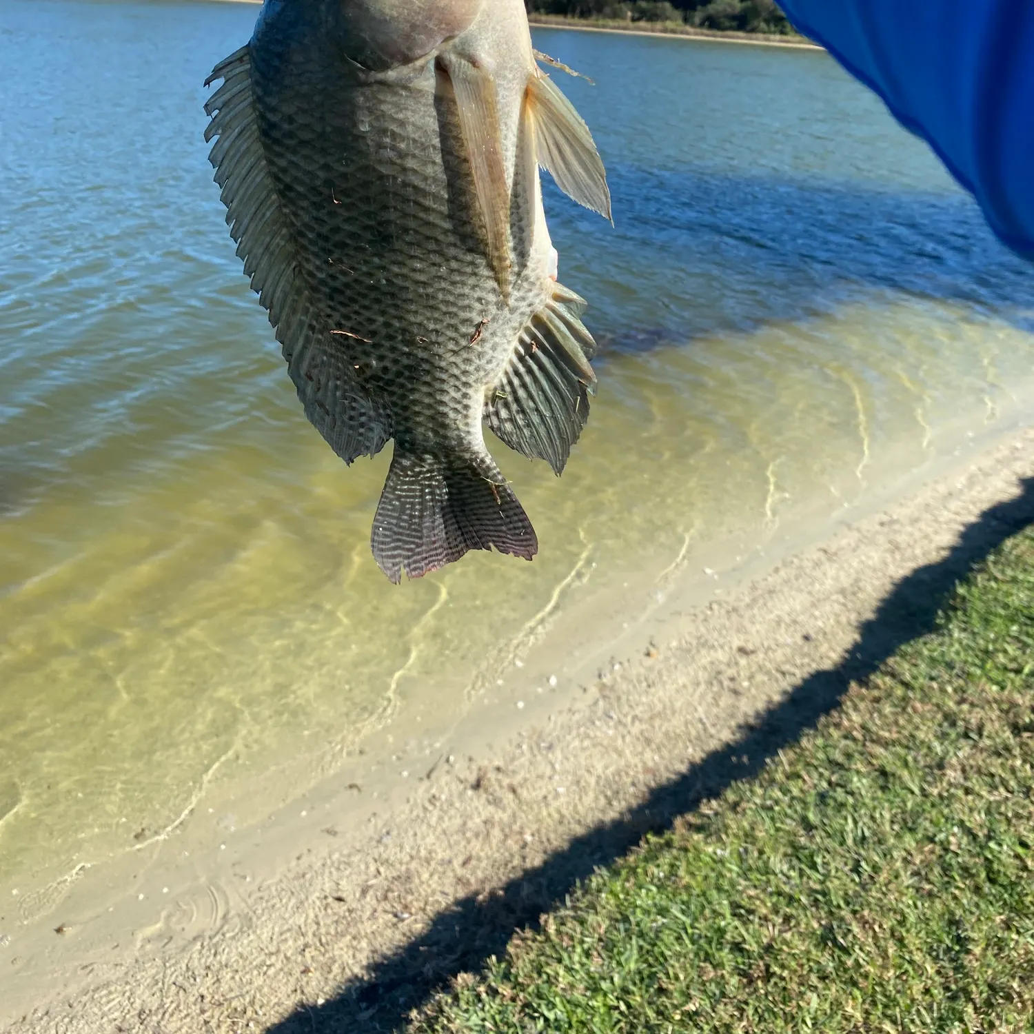 The most recent Blue tilapia catches on Fishbrain